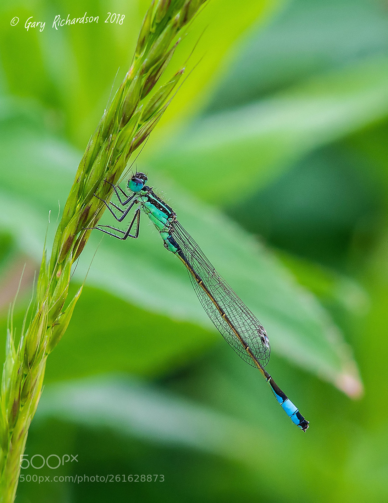 Nikon D500 sample photo. Blue tailed damselfly photography