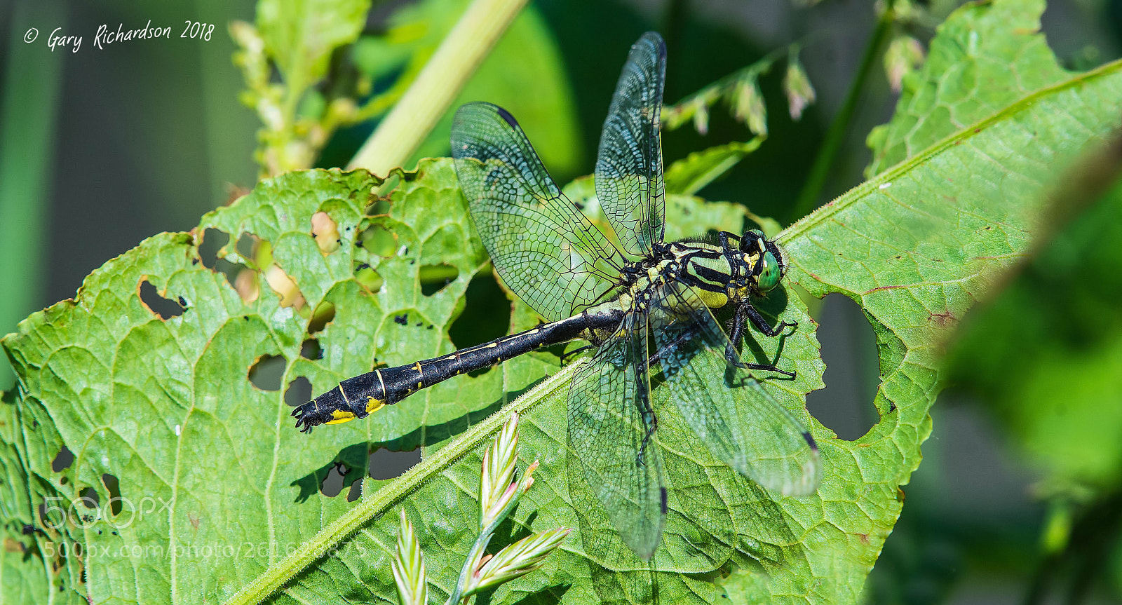 Nikon D500 sample photo. Common clubtail () photography