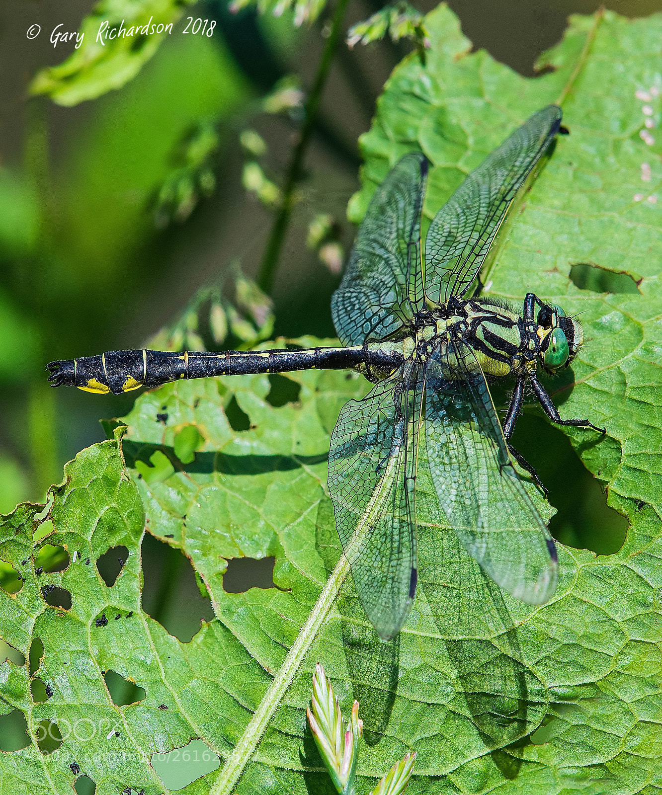 Nikon D500 sample photo. Common clubtail photography