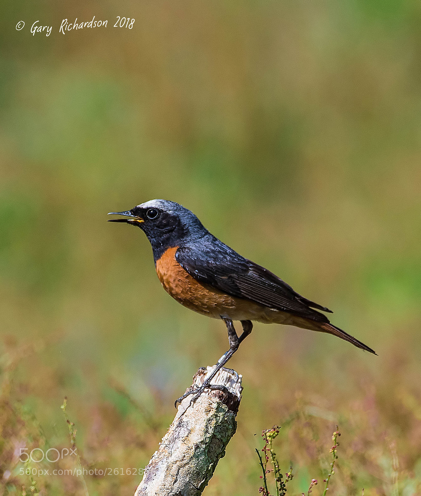 Nikon D500 sample photo. Common redstart photography