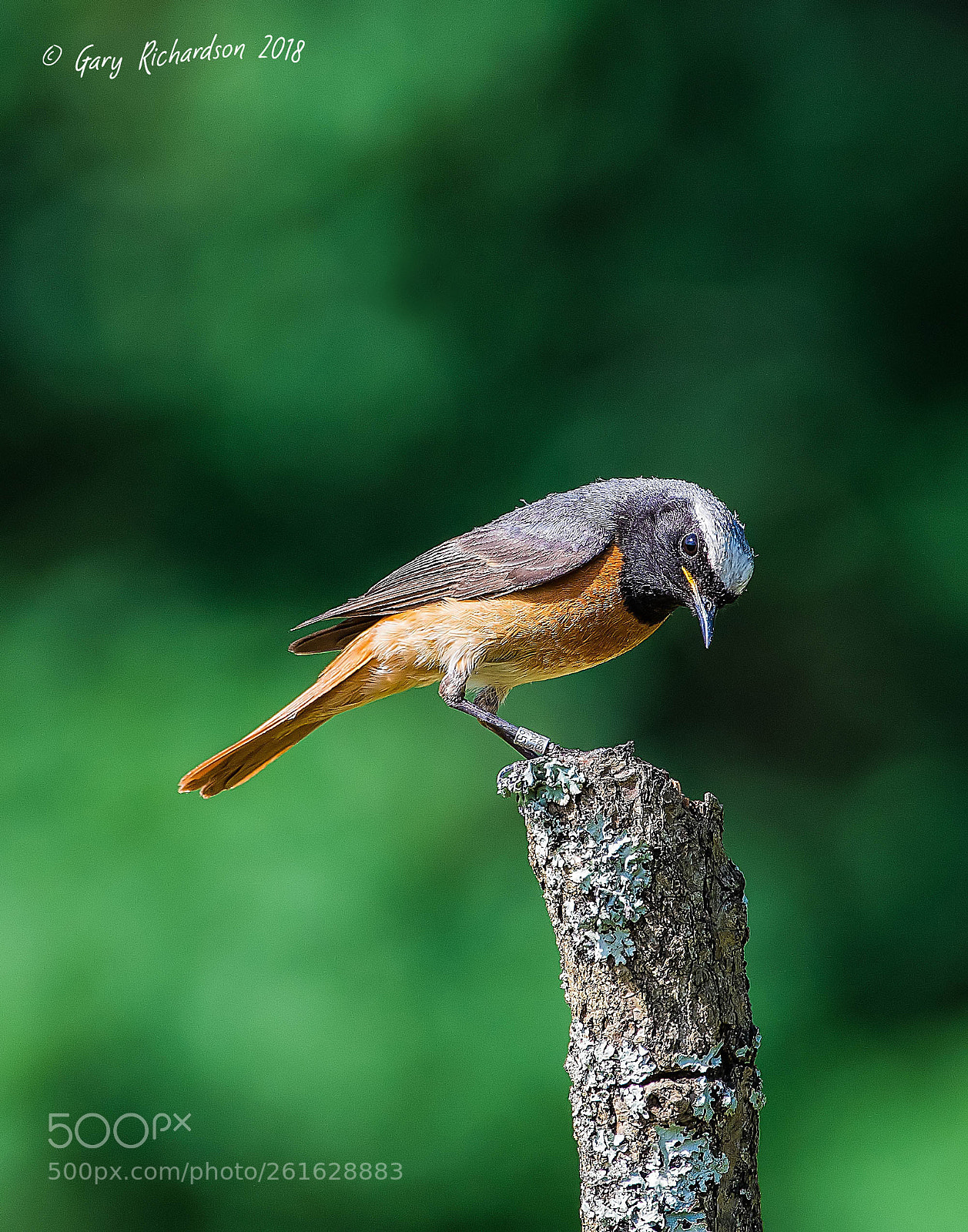 Nikon D500 sample photo. Common redstart photography