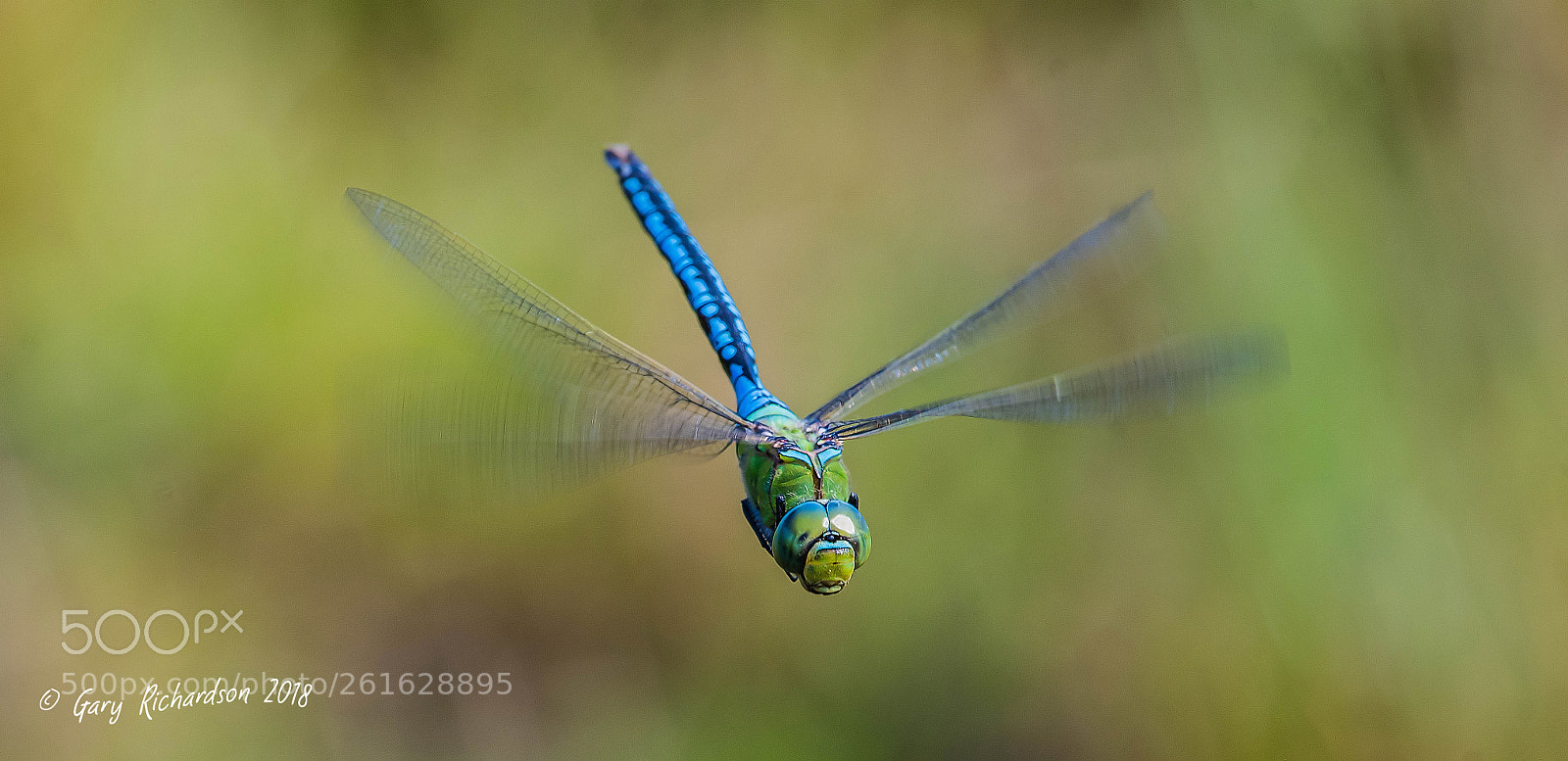 Nikon D500 sample photo. Emperor dragonfly photography