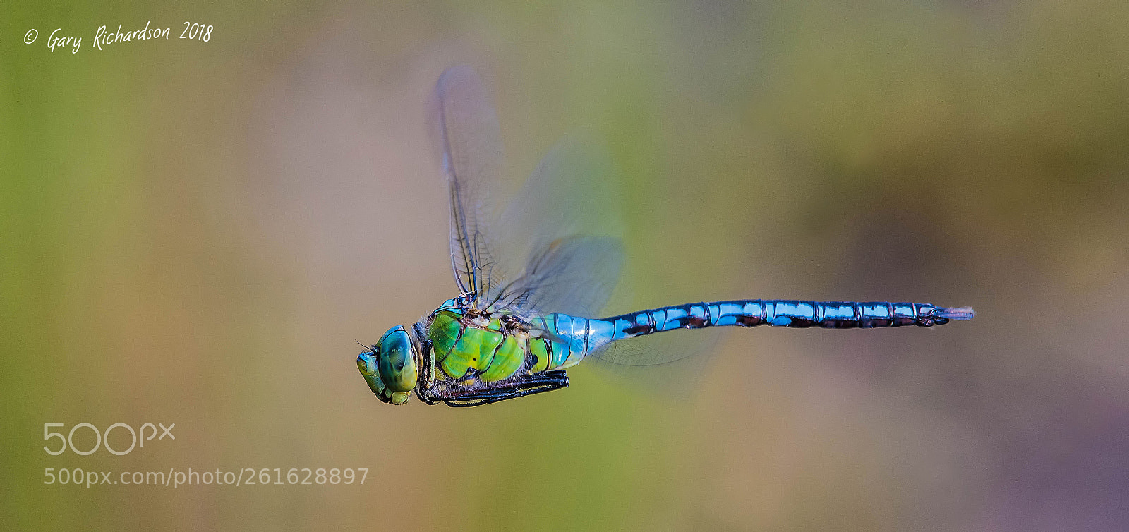 Nikon D500 sample photo. Emperor dragonfly photography