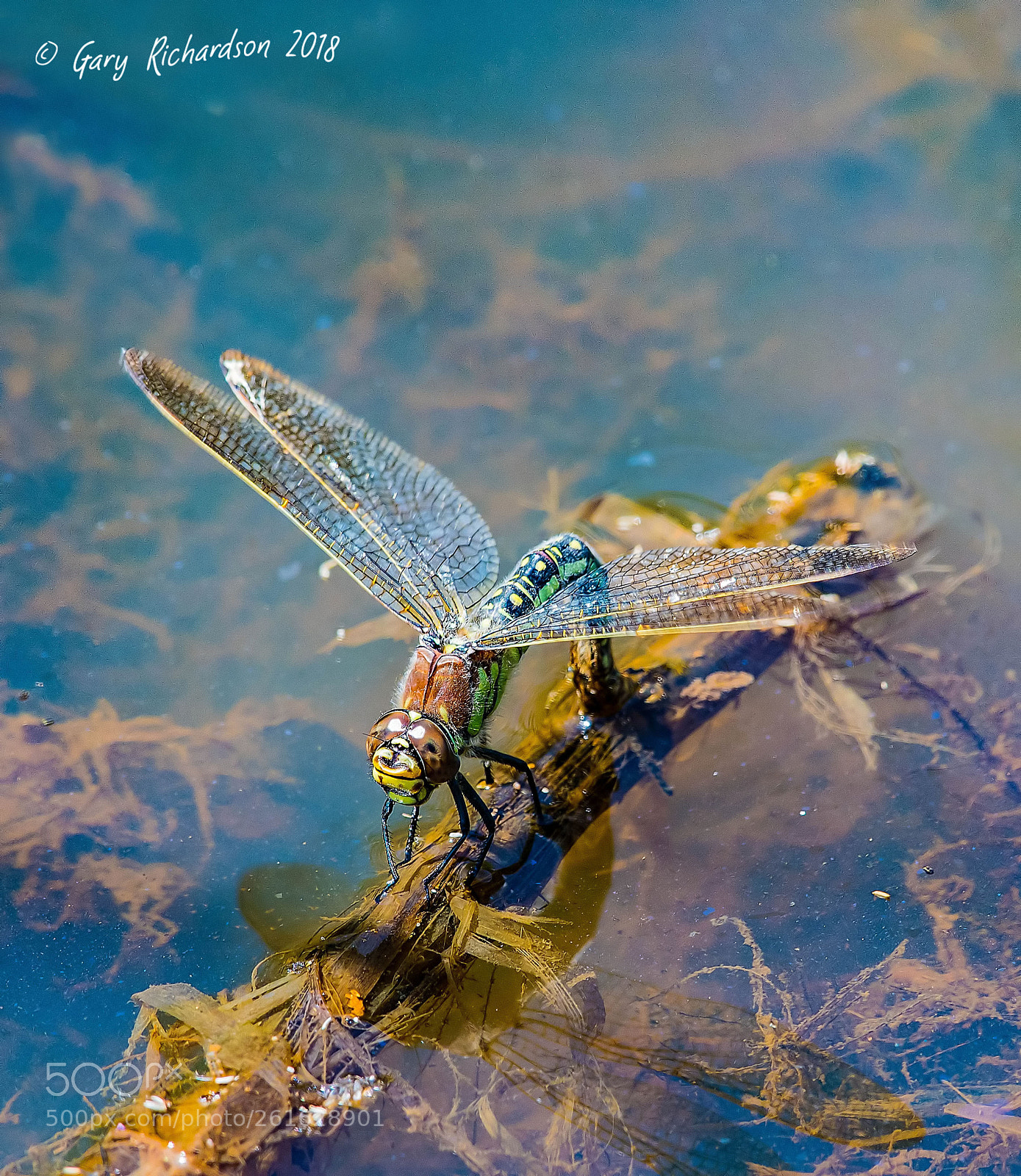 Nikon D500 sample photo. Hairy dragonfly photography