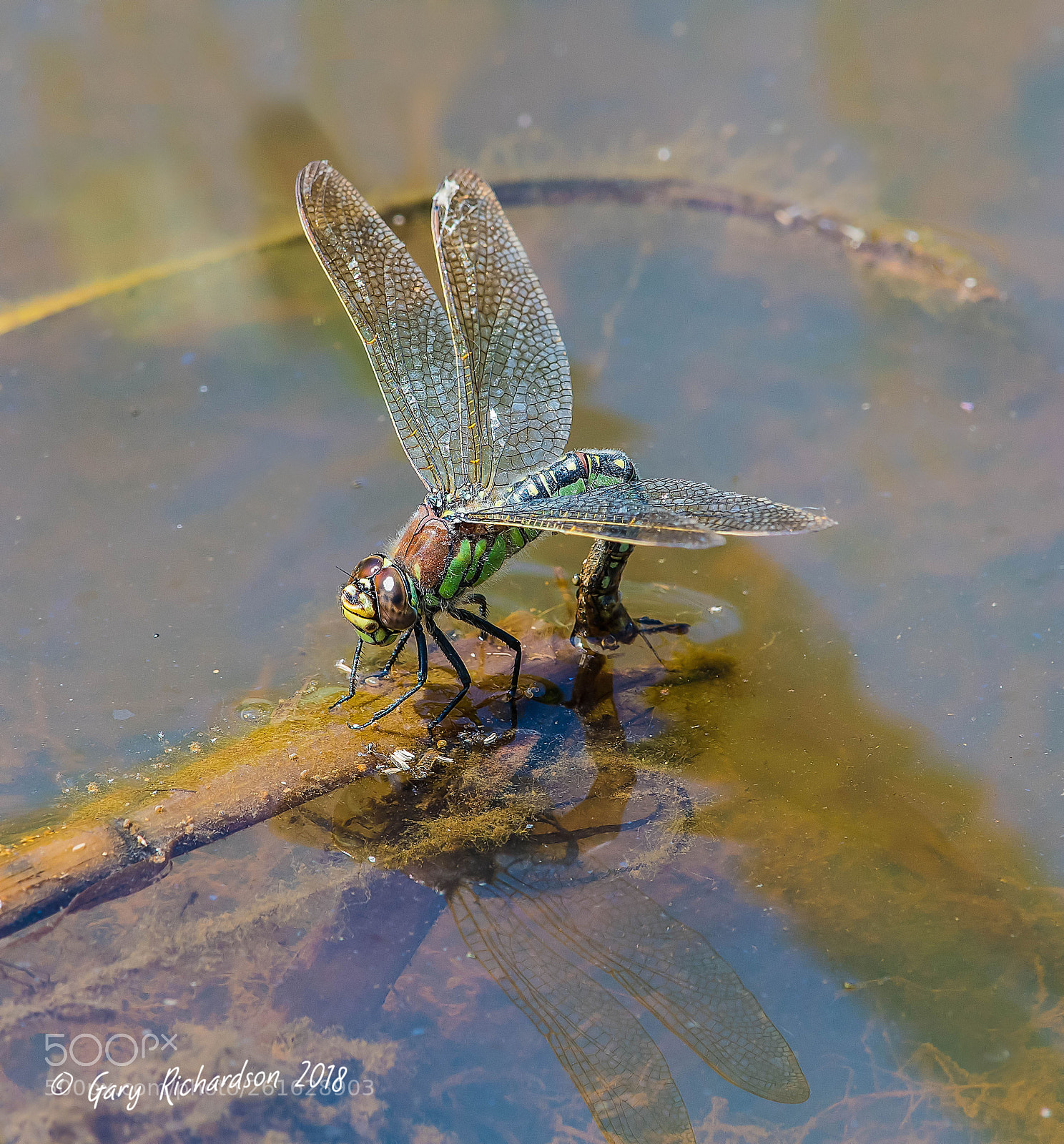 Nikon D500 sample photo. Hairy dragonfly photography