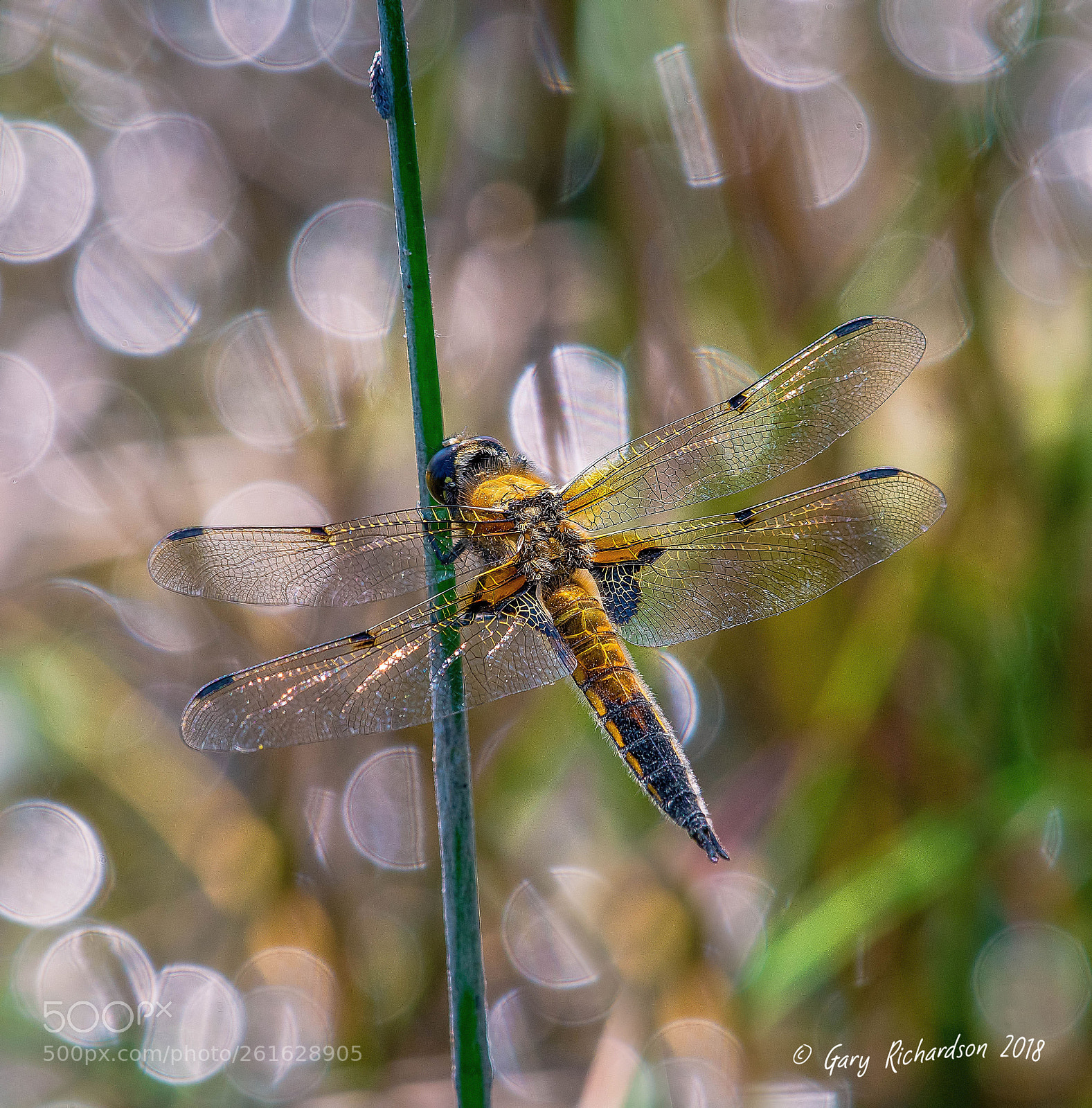 Nikon D500 sample photo. Four spotted chaser photography