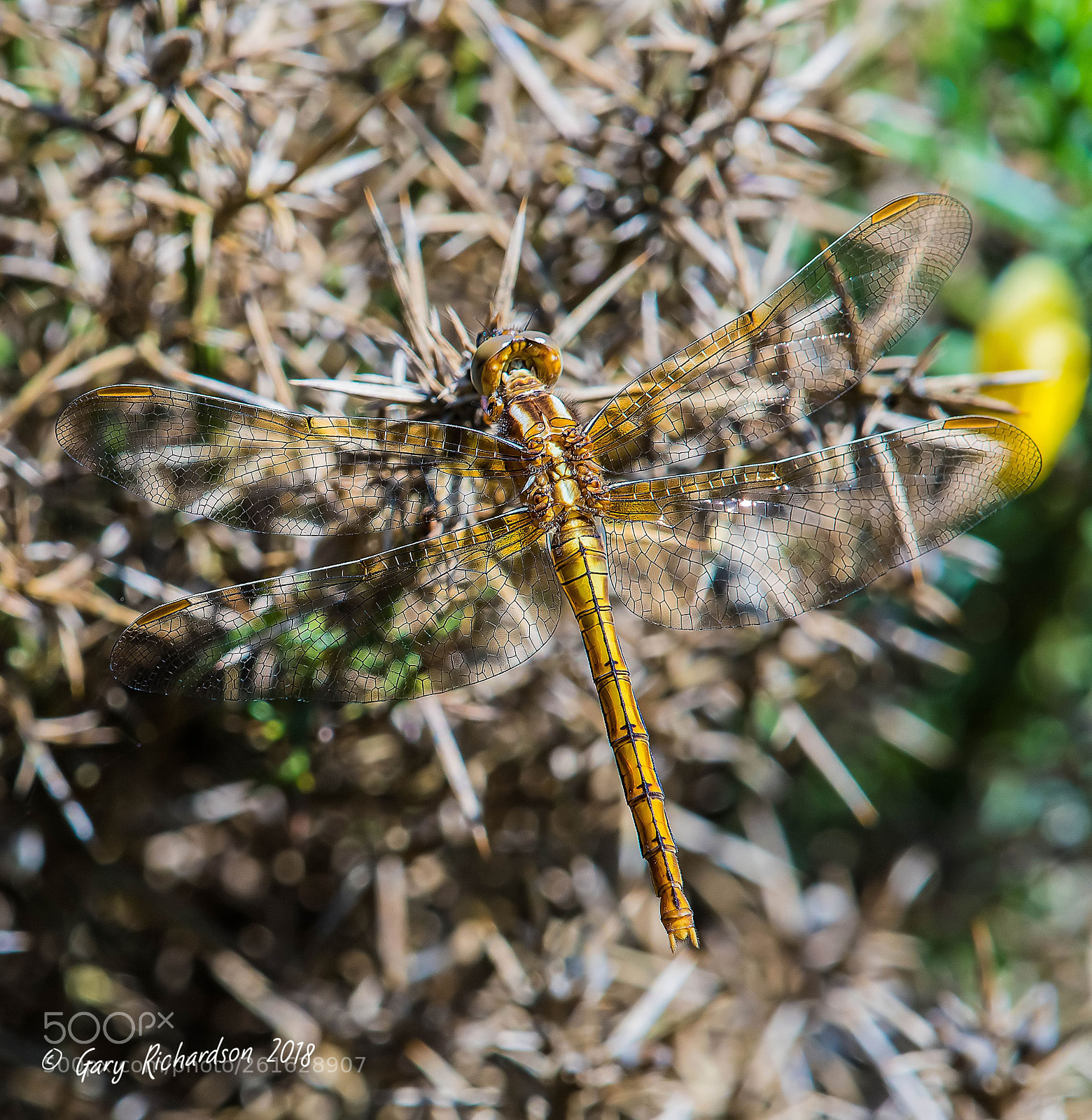 Nikon D500 sample photo. Keeled skimmer (female) photography