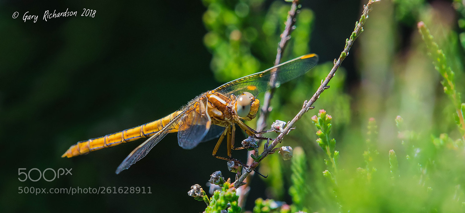 Nikon D500 sample photo. Keeled skimmer (female) photography