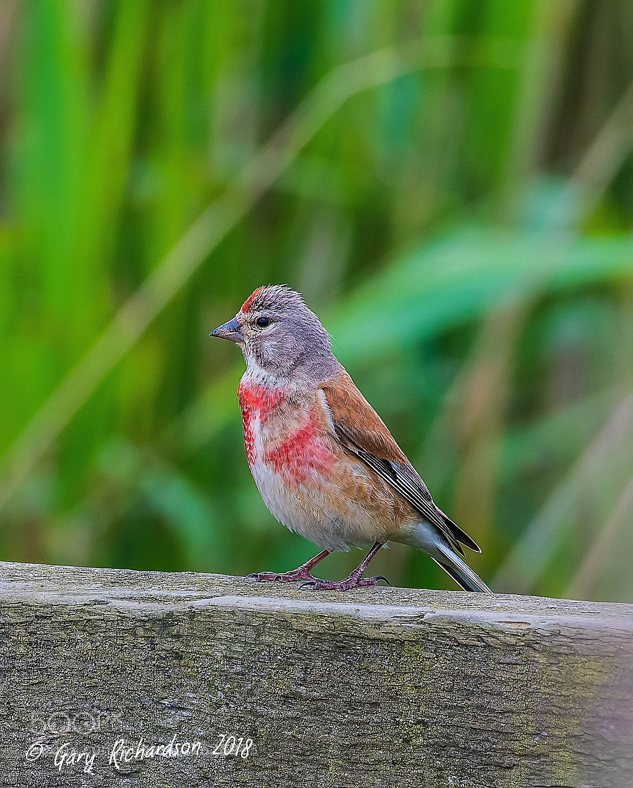 Nikon D500 sample photo. Linnet photography