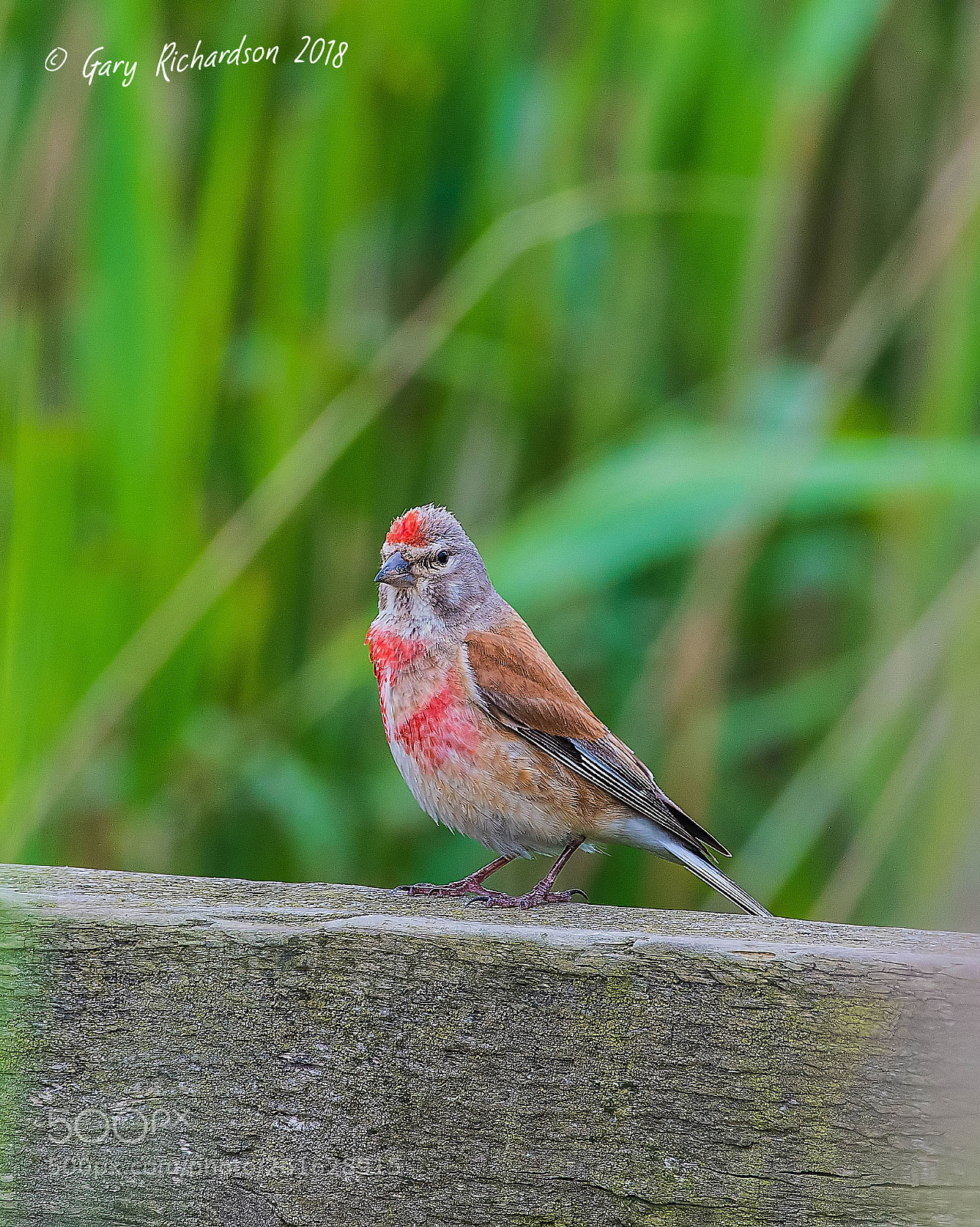 Nikon D500 sample photo. Linnet photography