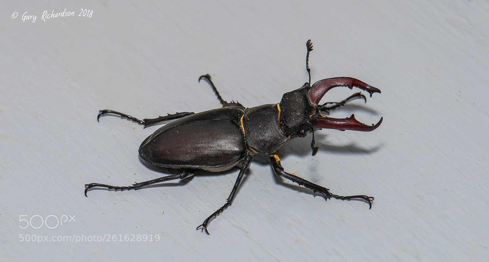 Nikon D810 sample photo. Stag beetle photography