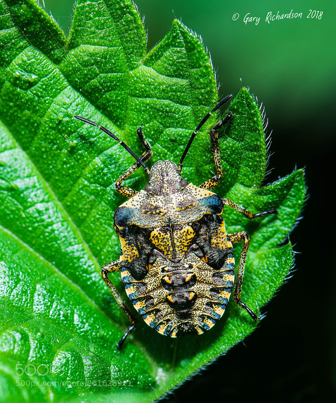 Nikon D810 sample photo. Pentatoma rufipes photography