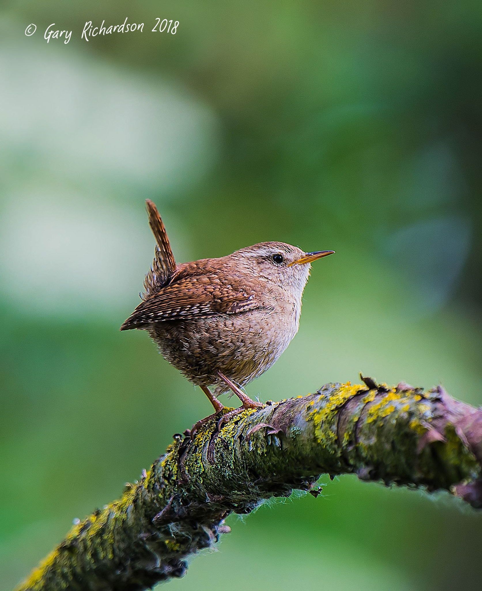 Nikon D4S sample photo. Wren photography
