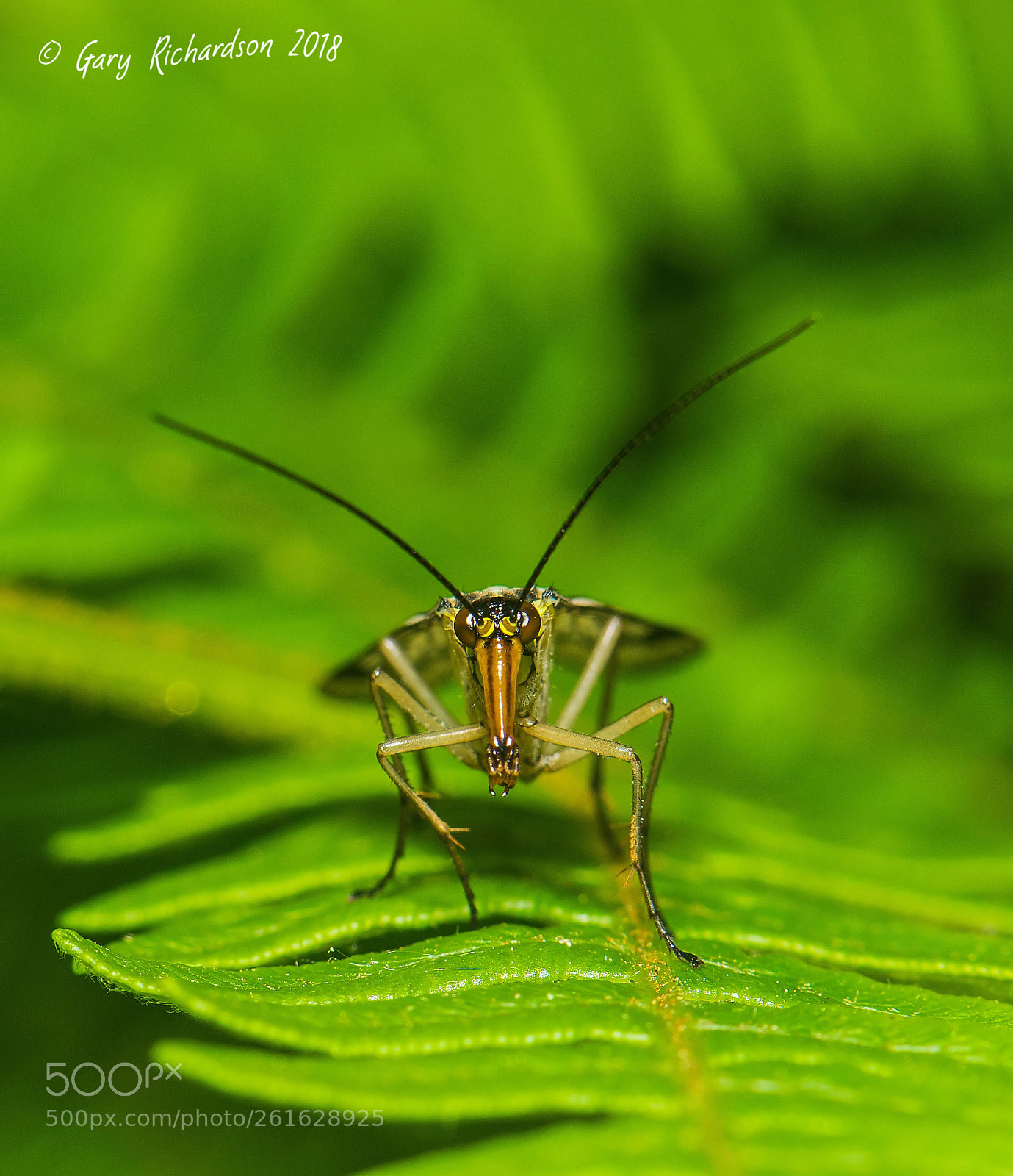 Nikon D810 sample photo. Scorpion fly photography
