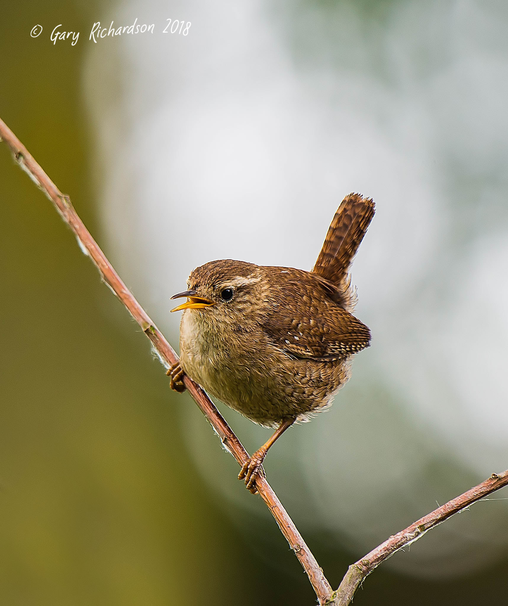 Nikon D4S sample photo. Wren photography