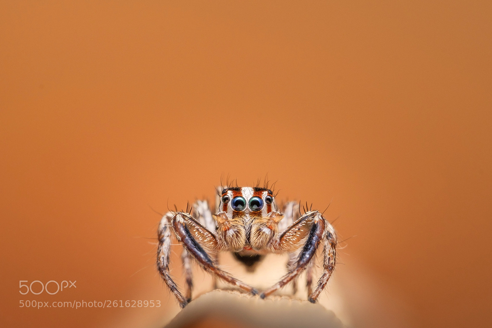 Fujifilm X-T2 sample photo. Jumping spider photography