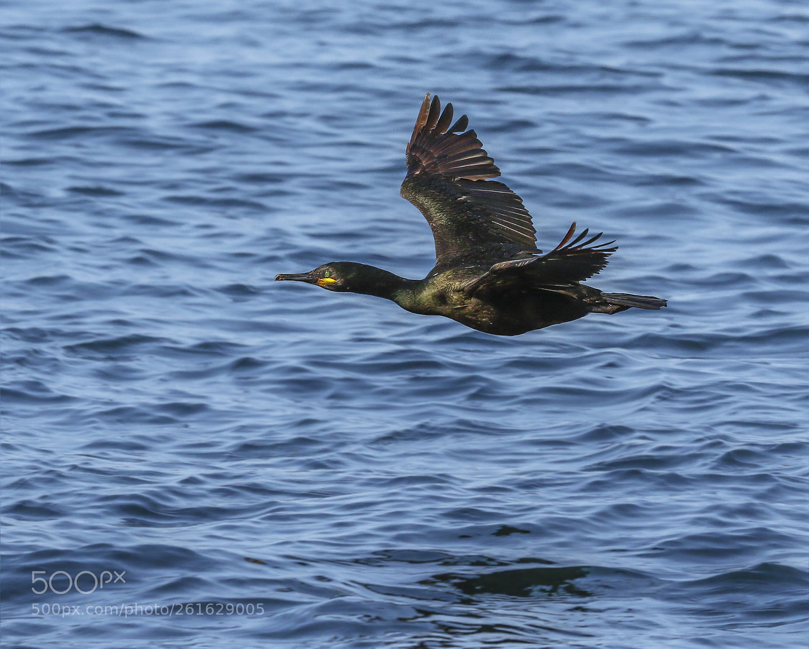 Canon EOS 7D Mark II sample photo. The morning shag photography