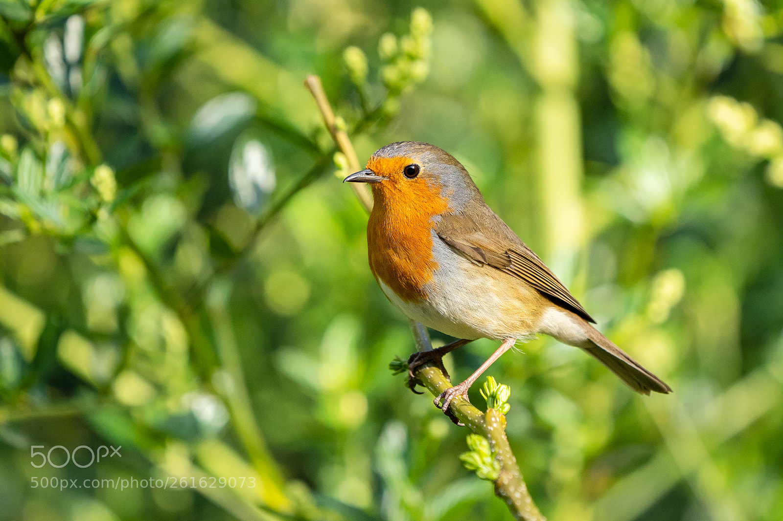 Sony a7 III sample photo. Curious robin photography