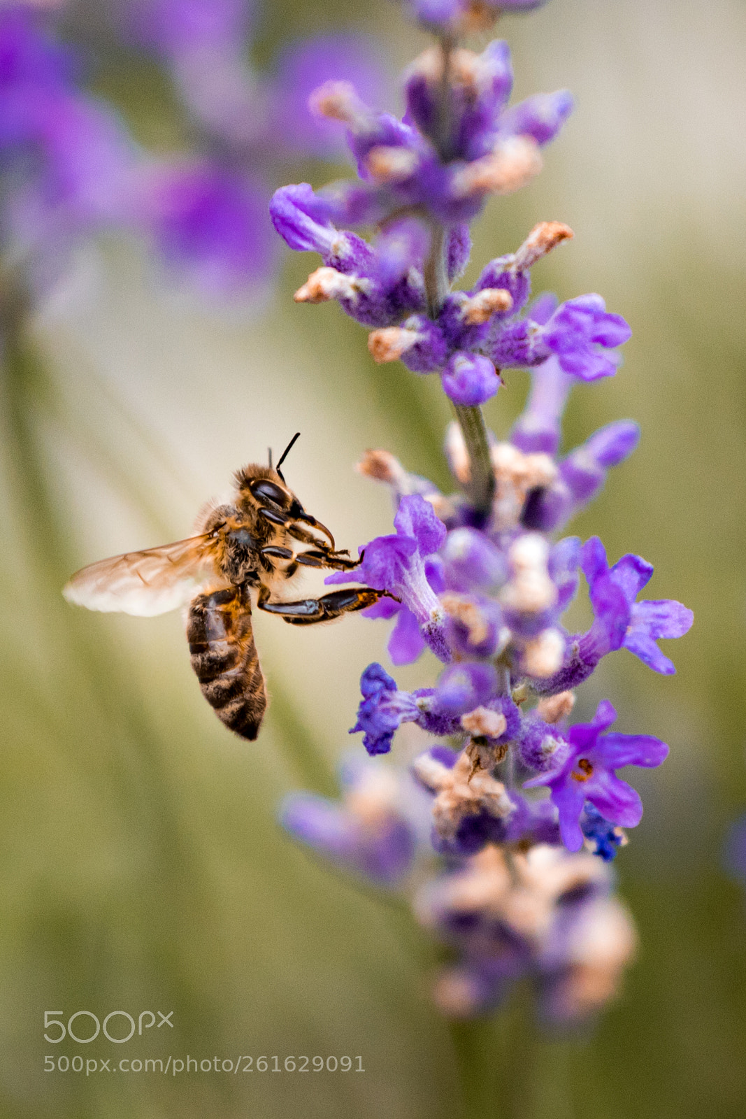 Canon EOS 750D (EOS Rebel T6i / EOS Kiss X8i) sample photo. Bee photography