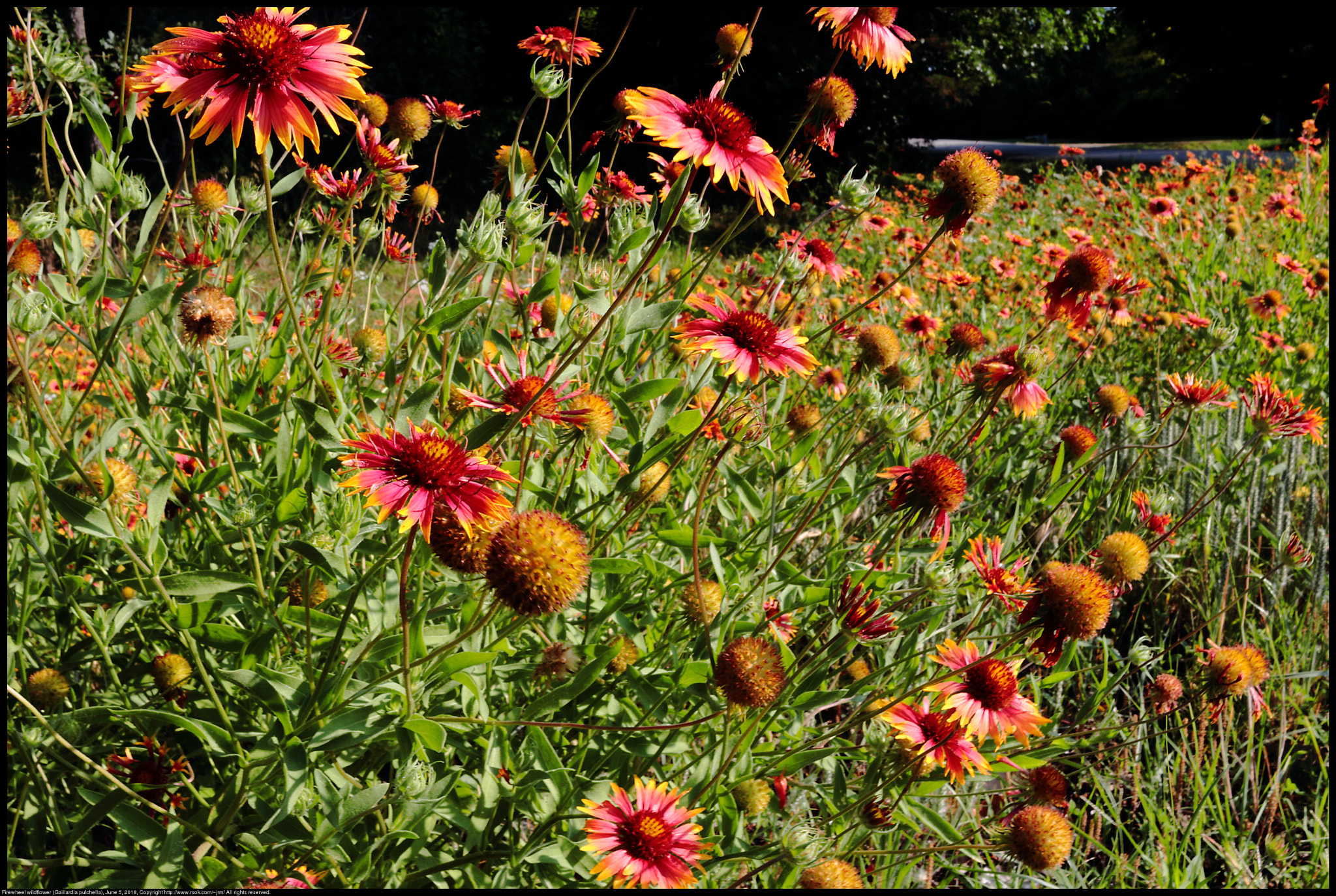 Canon EF-S 24mm F2.8 STM sample photo. Firewheel wildflower (gaillardia pulchella) photography