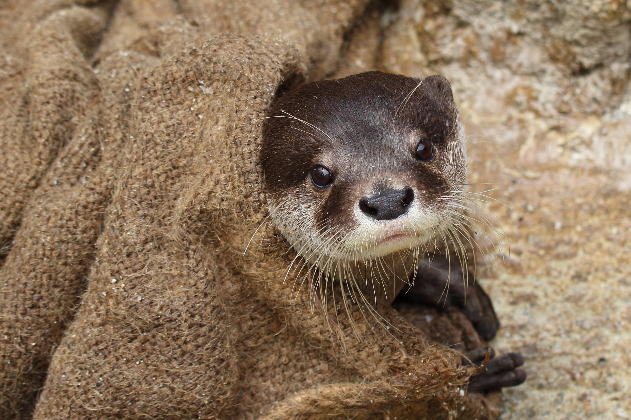 Canon EF 100-400mm F4.5-5.6L IS USM sample photo. Cuteness overload! photography