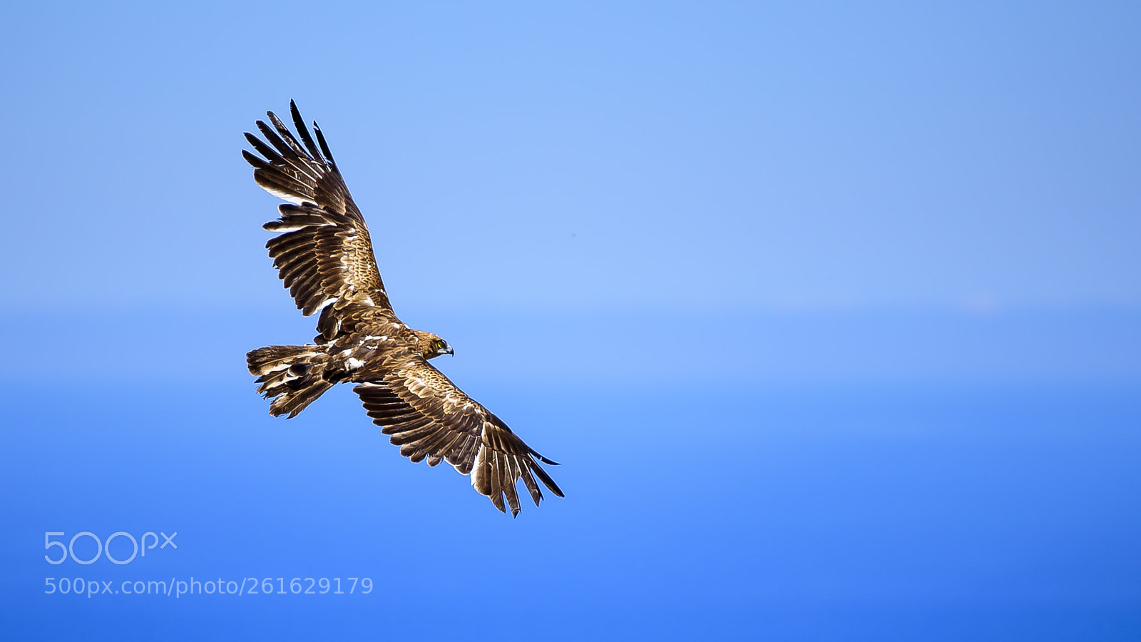 Nikon D750 sample photo. Free eagle! photography