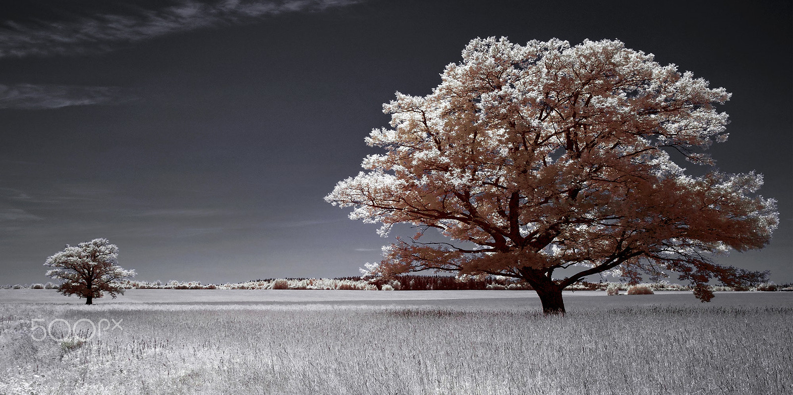 Sony Alpha NEX-3 sample photo. With the moonlight. infrared photography. photography