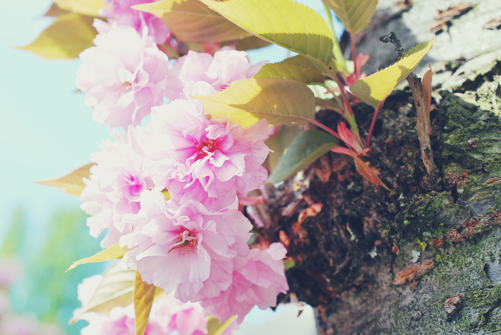 Nikon AF-S DX Micro Nikkor 40mm F2.8 sample photo. Cherryblossom photography
