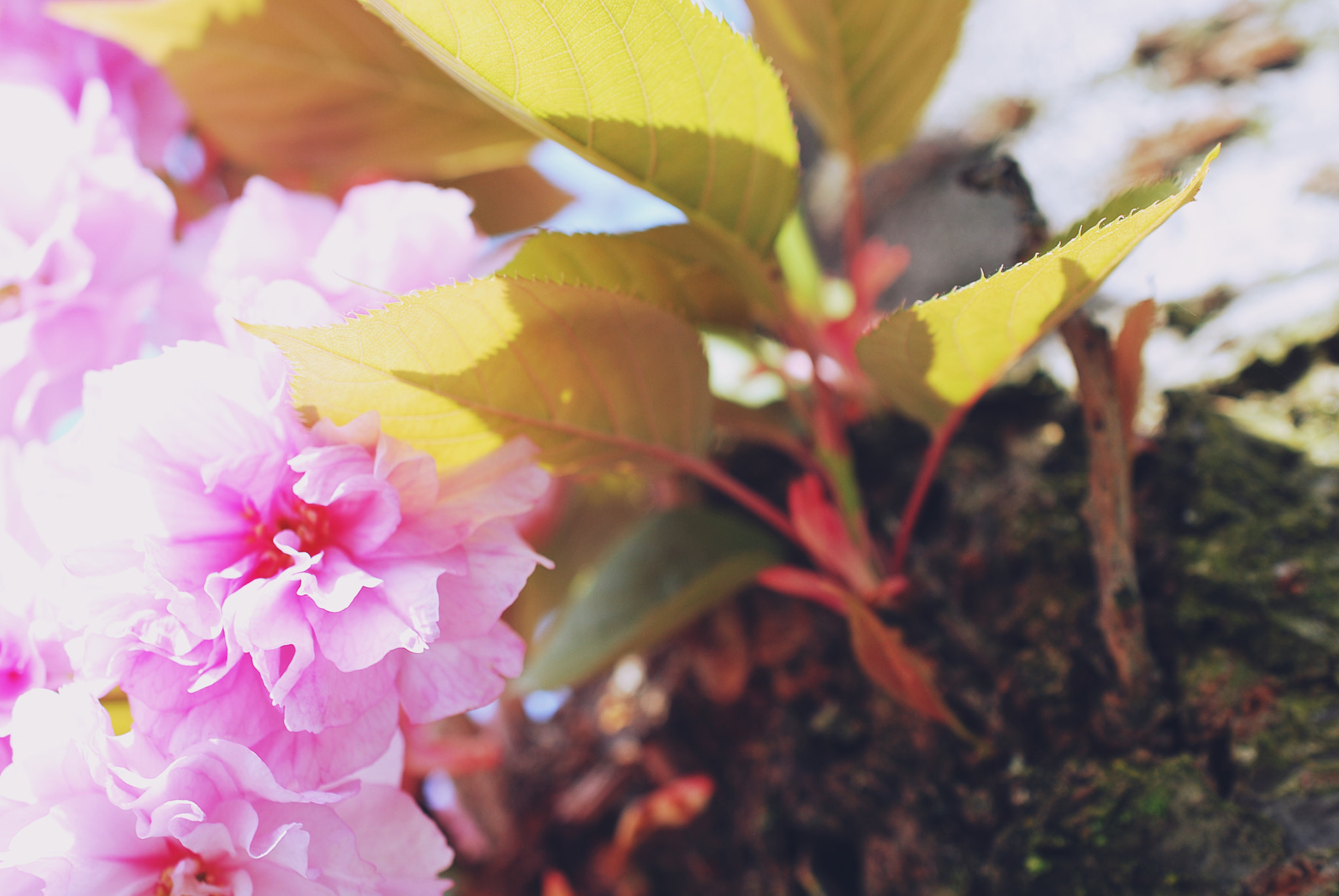 Nikon D60 + Nikon AF-S DX Micro Nikkor 40mm F2.8 sample photo. Cherryblossom photography