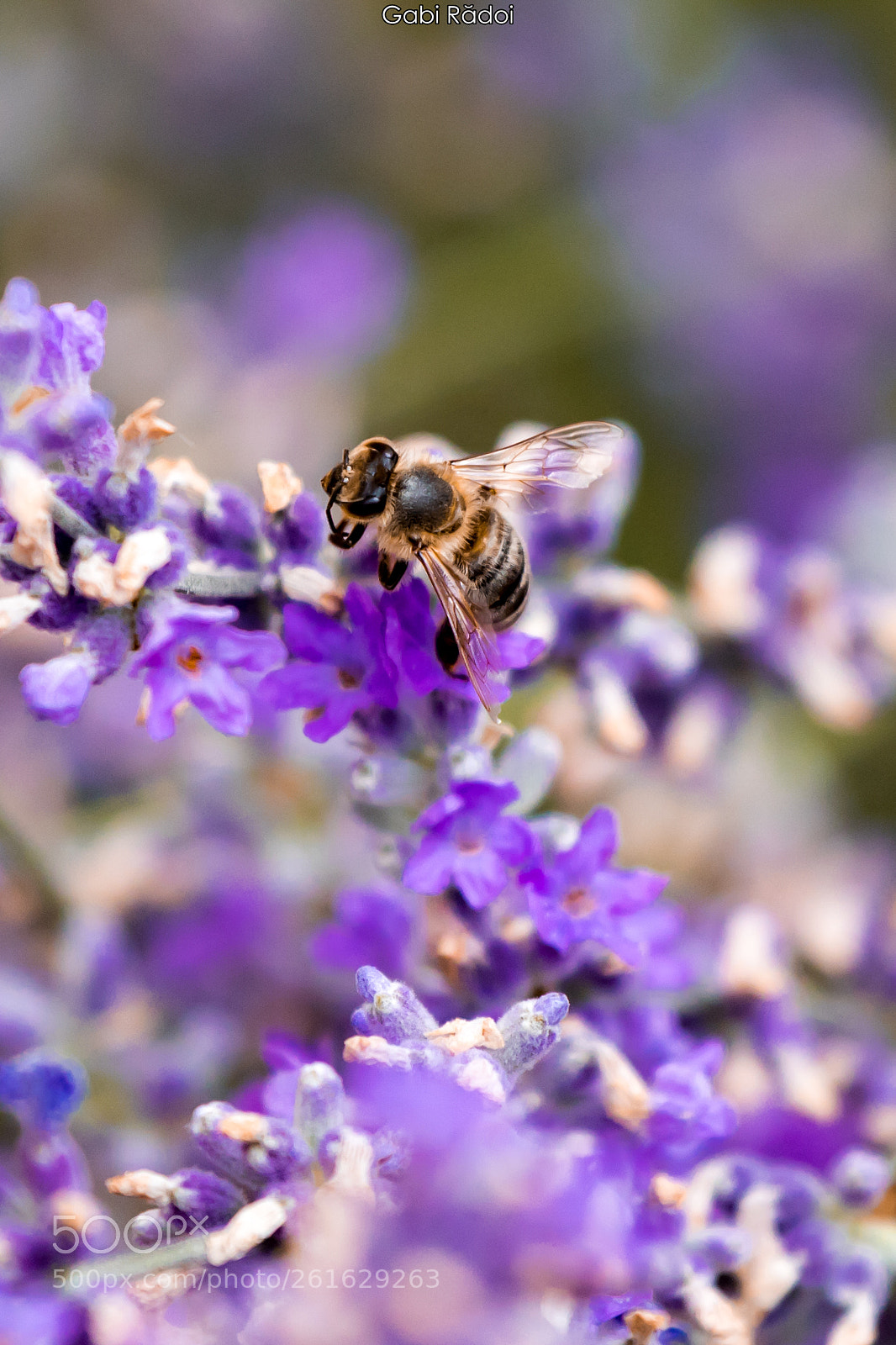 Canon EOS 750D (EOS Rebel T6i / EOS Kiss X8i) sample photo. Bee 2 photography