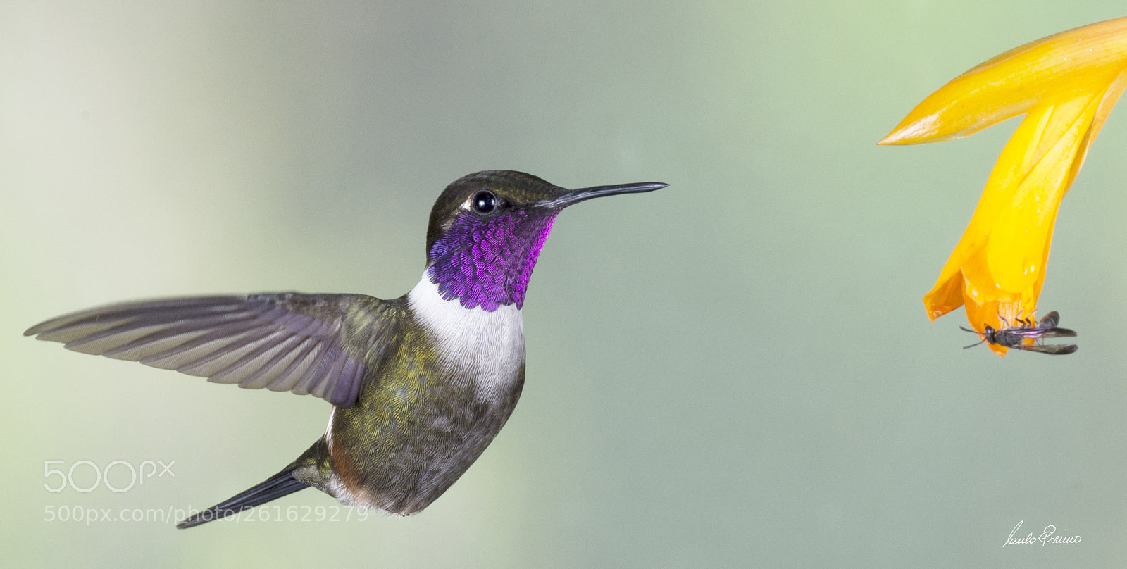 Nikon D600 sample photo. Nature/s jewel photography