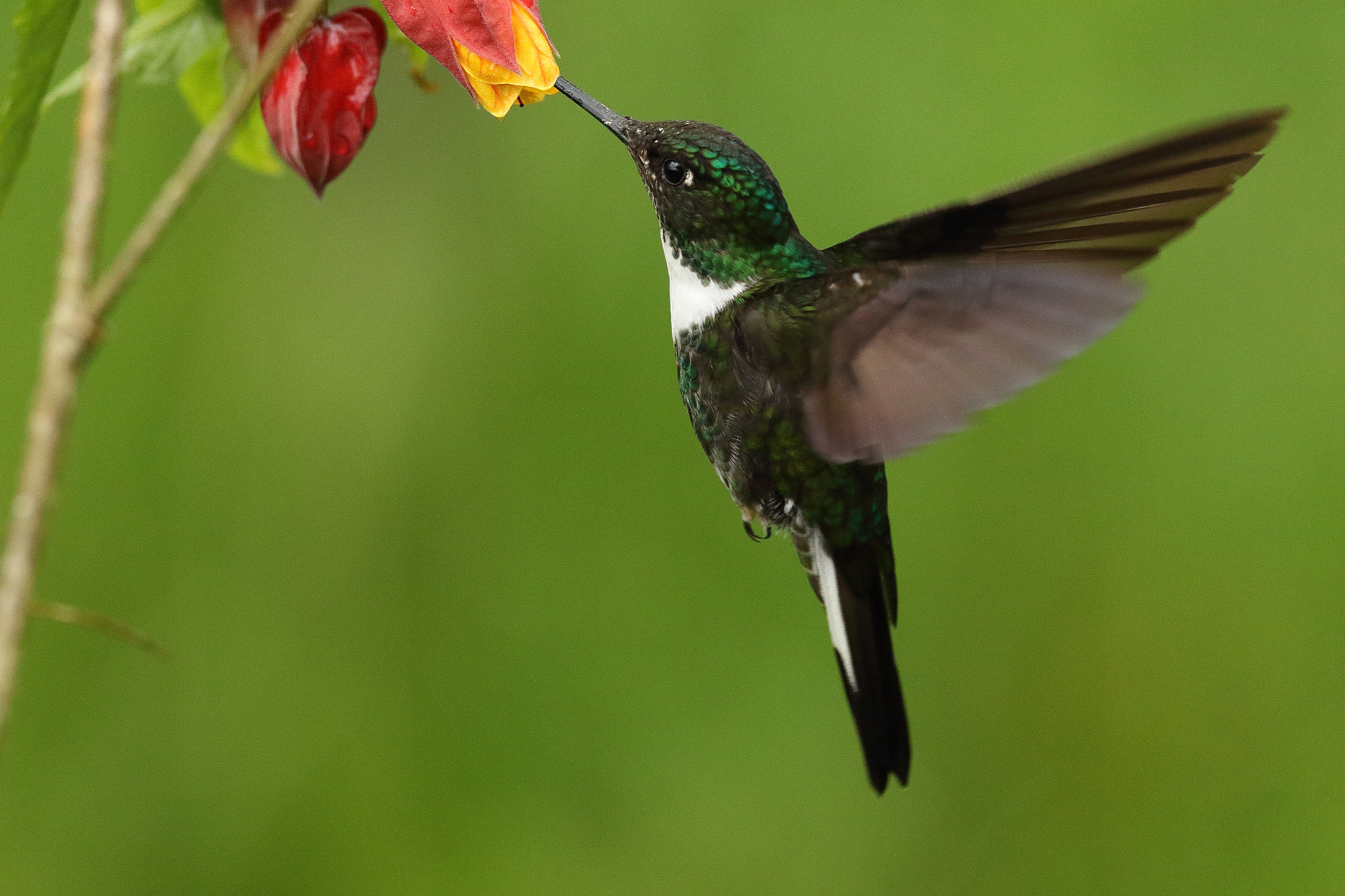 Canon EF 300mm F2.8L IS USM sample photo. Collared inca -collared inca photography