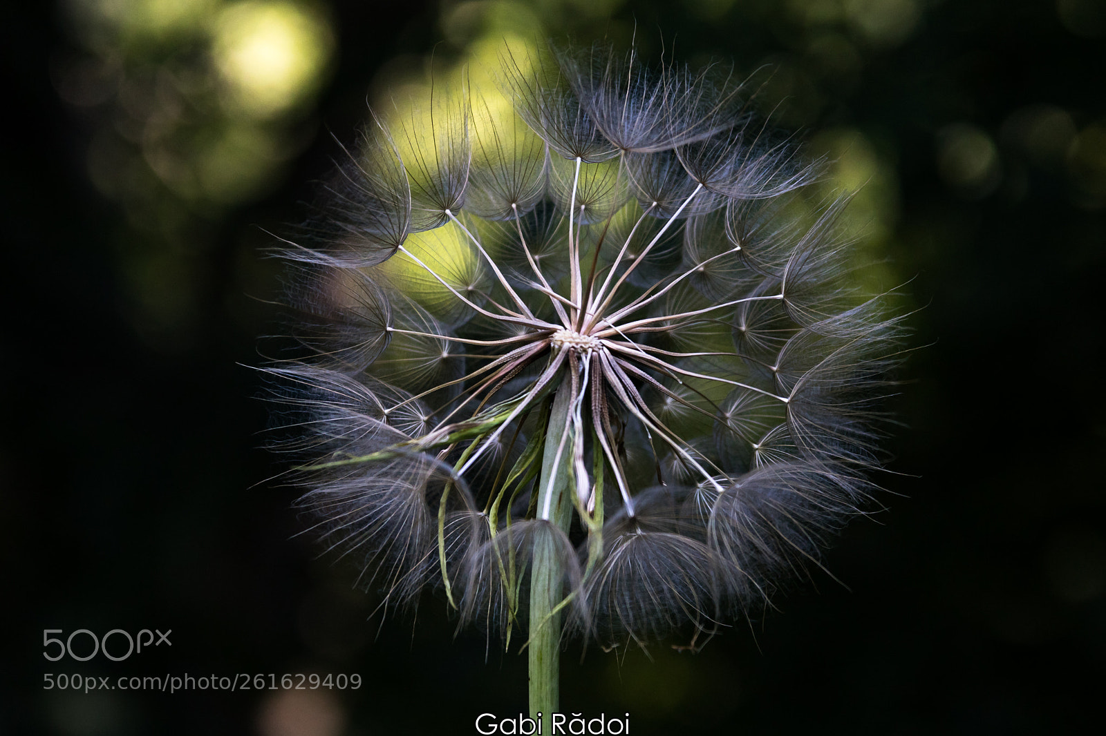 Canon EOS 750D (EOS Rebel T6i / EOS Kiss X8i) sample photo. Dandelion photography