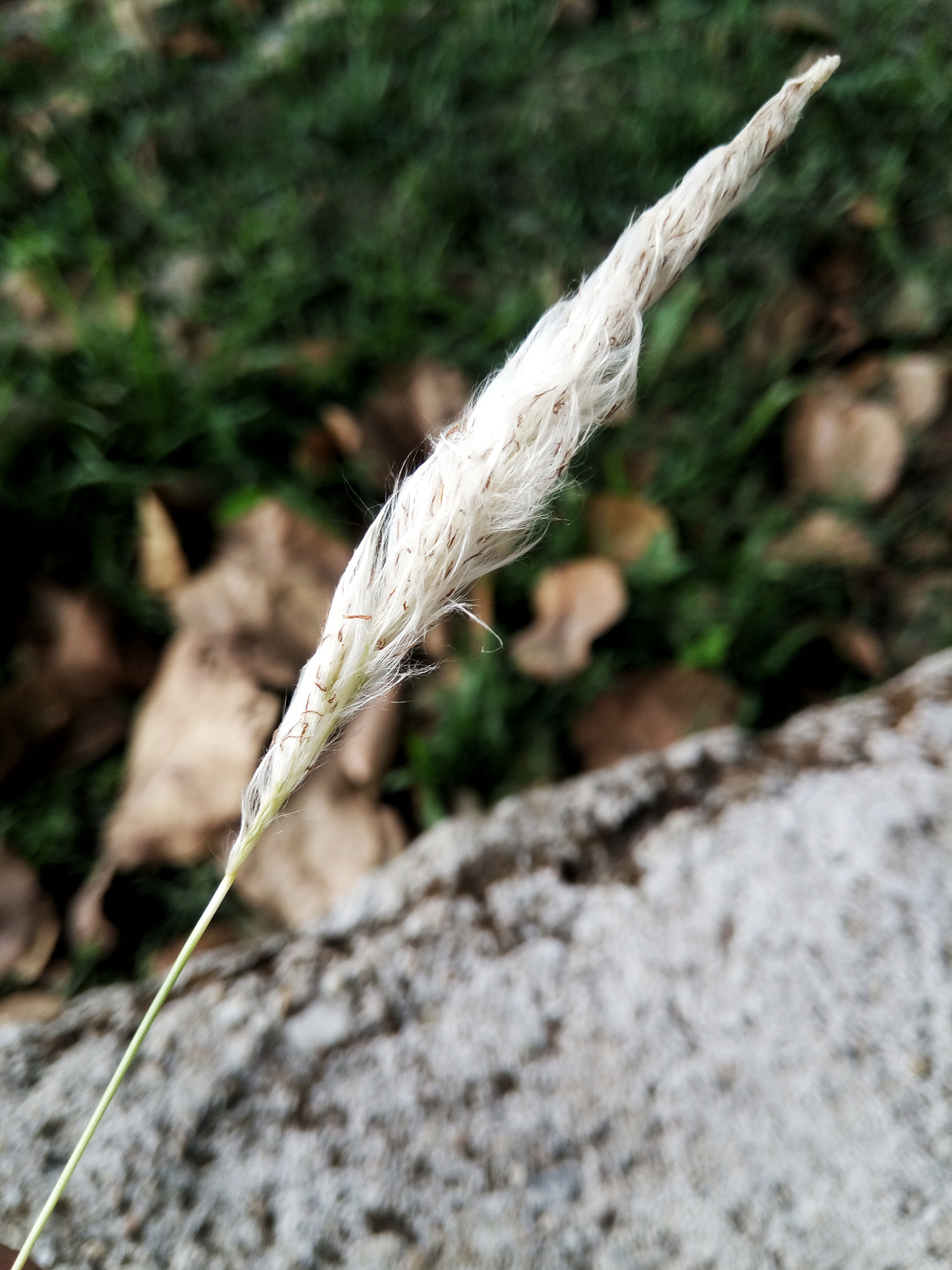 GIONEE A1 lite sample photo