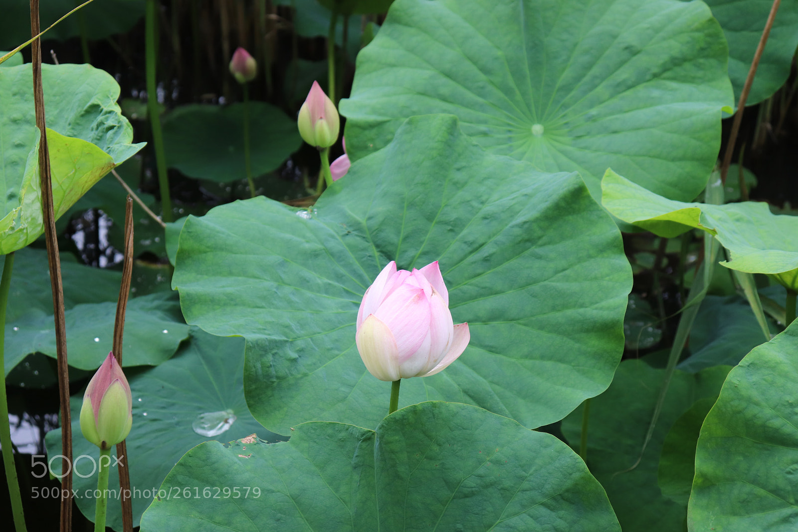 Canon EOS 200D (EOS Rebel SL2 / EOS Kiss X9) sample photo. Lotus flower photography