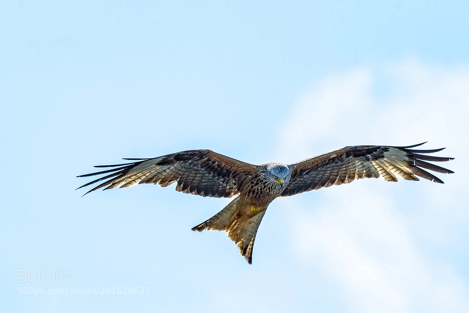 Nikon D810 sample photo. Der rotmilan milvus milvus photography