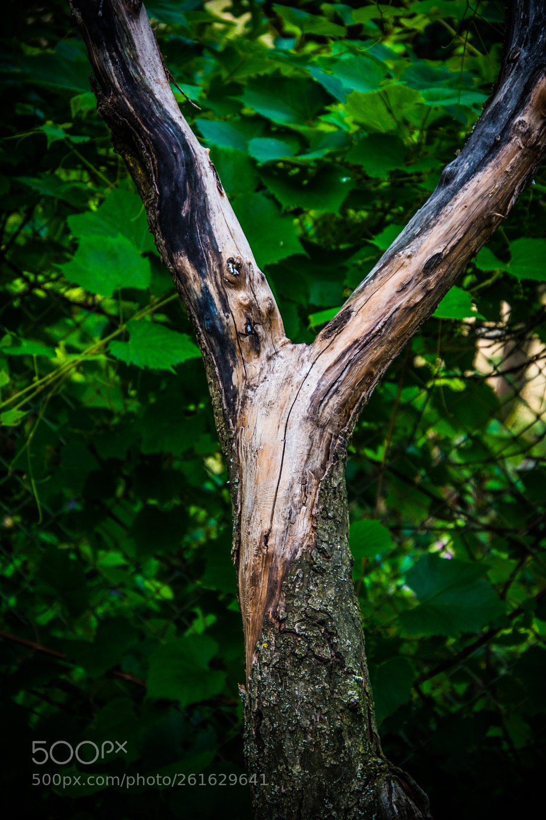 Nikon D7100 sample photo. Y 10.6.2018 photography