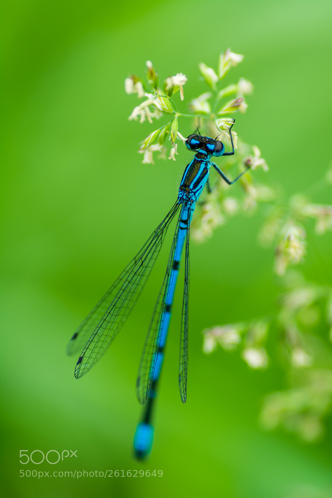 Nikon D7100 sample photo. Damselfly photography