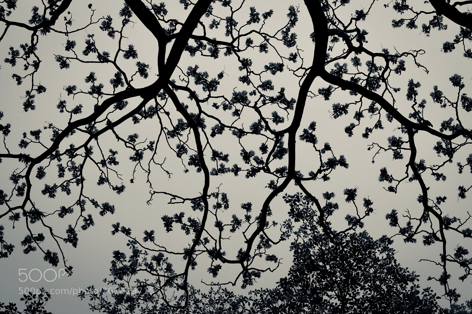 Nikon D600 sample photo. Complexity & regularity photography