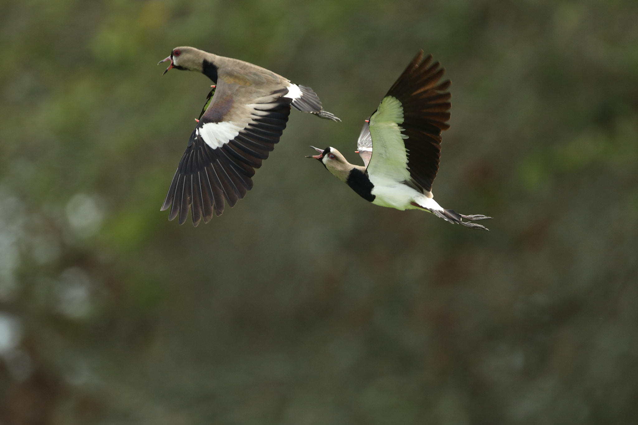 Canon EF 500mm F4L IS USM sample photo. Double-striped thick-knee - alcaraván photography