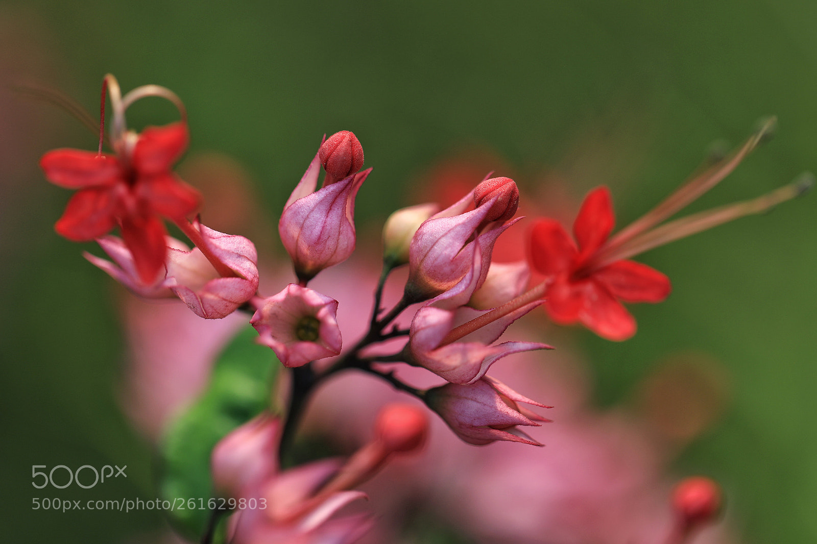 Canon EOS 5D Mark IV sample photo. Flowers photography