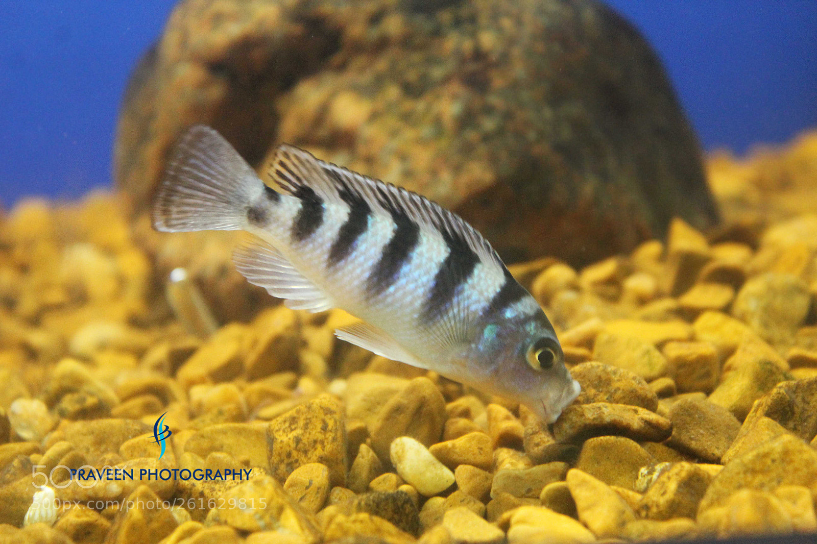 Canon EOS 1200D (EOS Rebel T5 / EOS Kiss X70 / EOS Hi) sample photo. Zebra fish photography