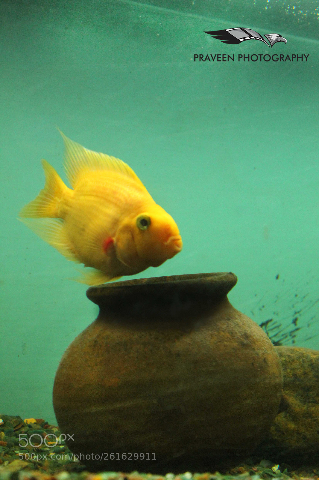 Canon EOS 1200D (EOS Rebel T5 / EOS Kiss X70 / EOS Hi) sample photo. Gold fish photography