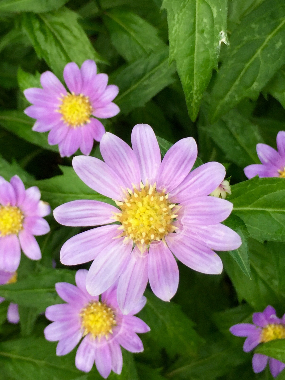 Apple iPhone 6 Plus sample photo. Little pink flowers  photography