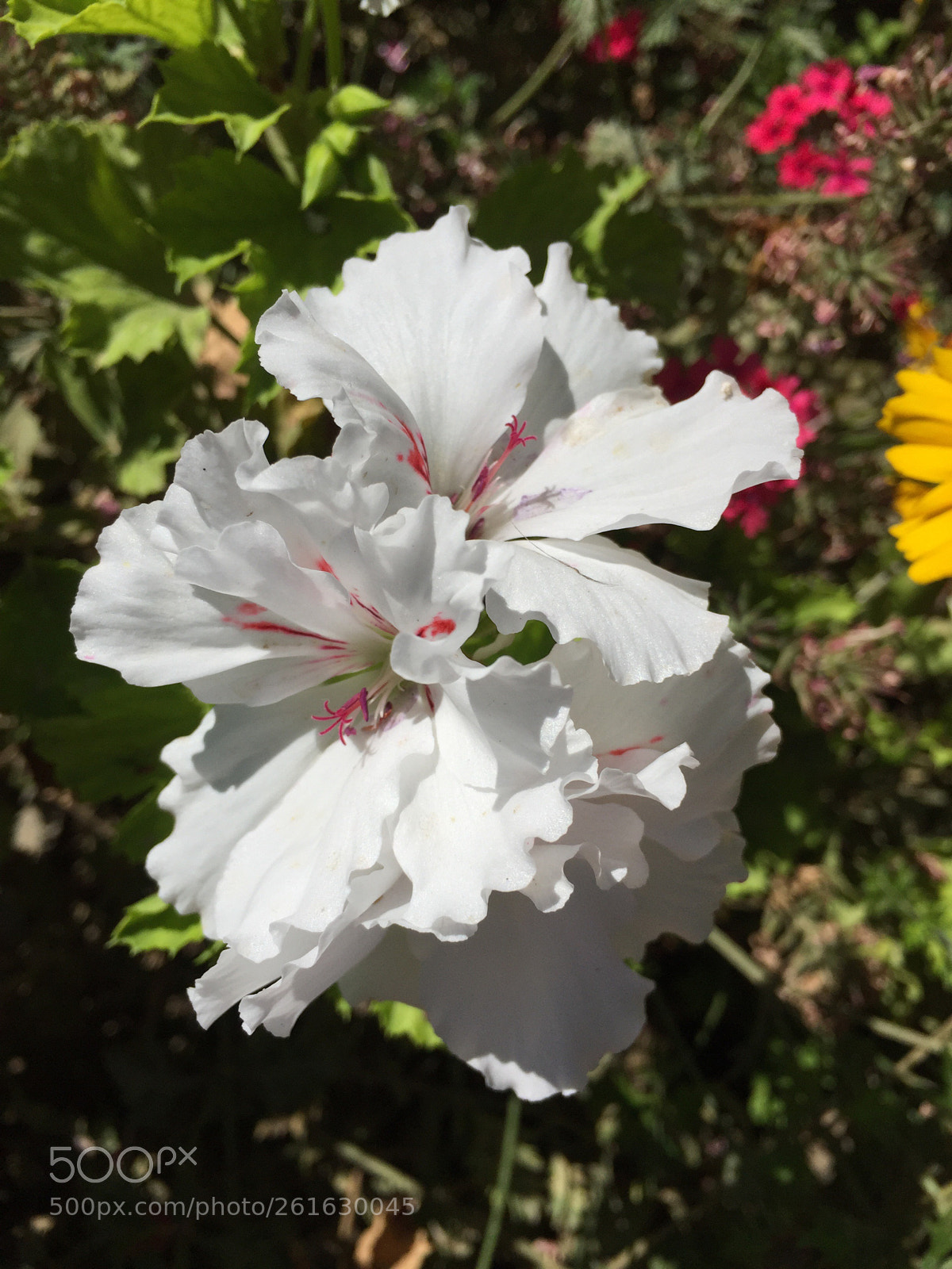 Apple iPhone 6 sample photo. Untitled photography
