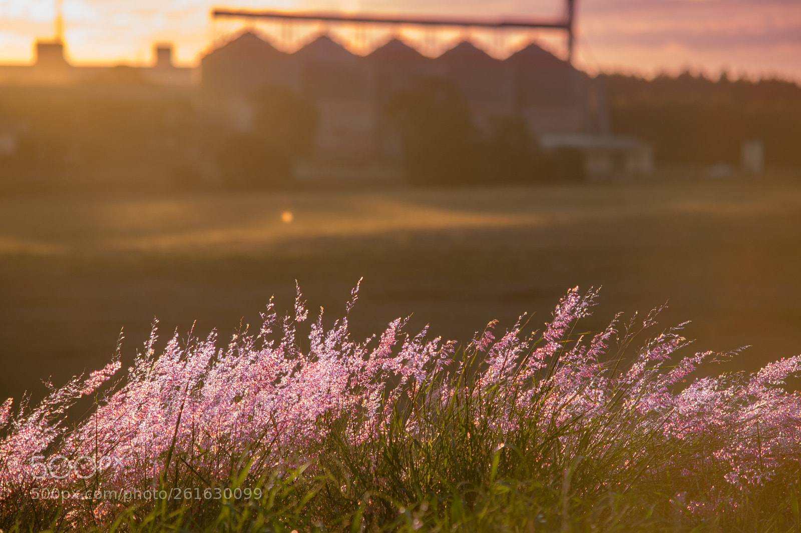 Nikon D5300 sample photo. Pink fields photography