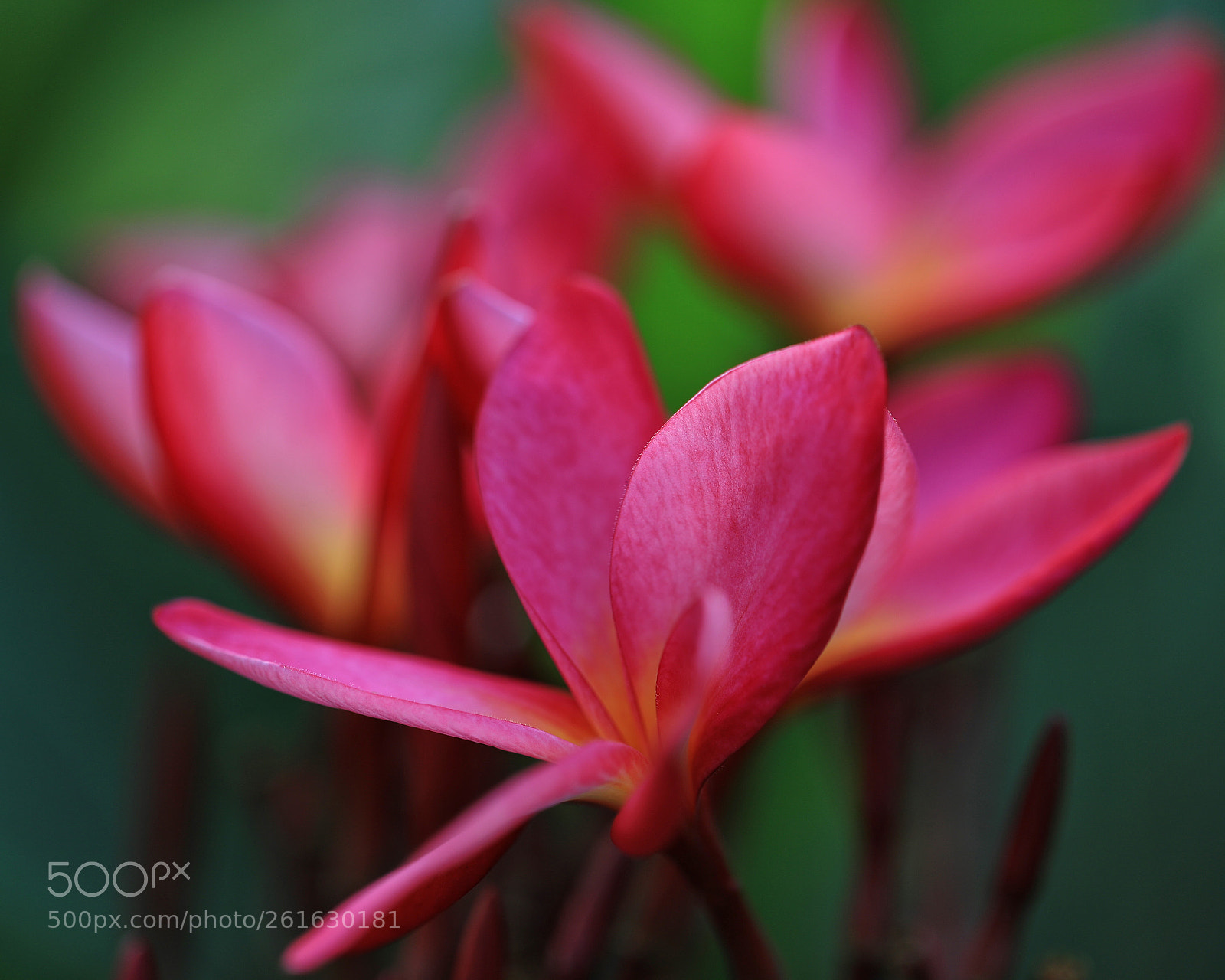 Canon EOS 5D Mark IV sample photo. Flowers photography
