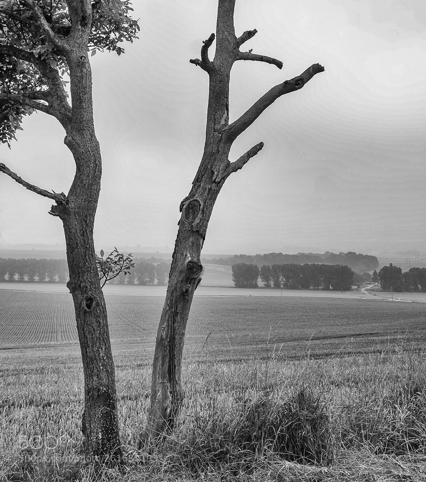 Fujifilm X-T20 sample photo. Dead or alive photography