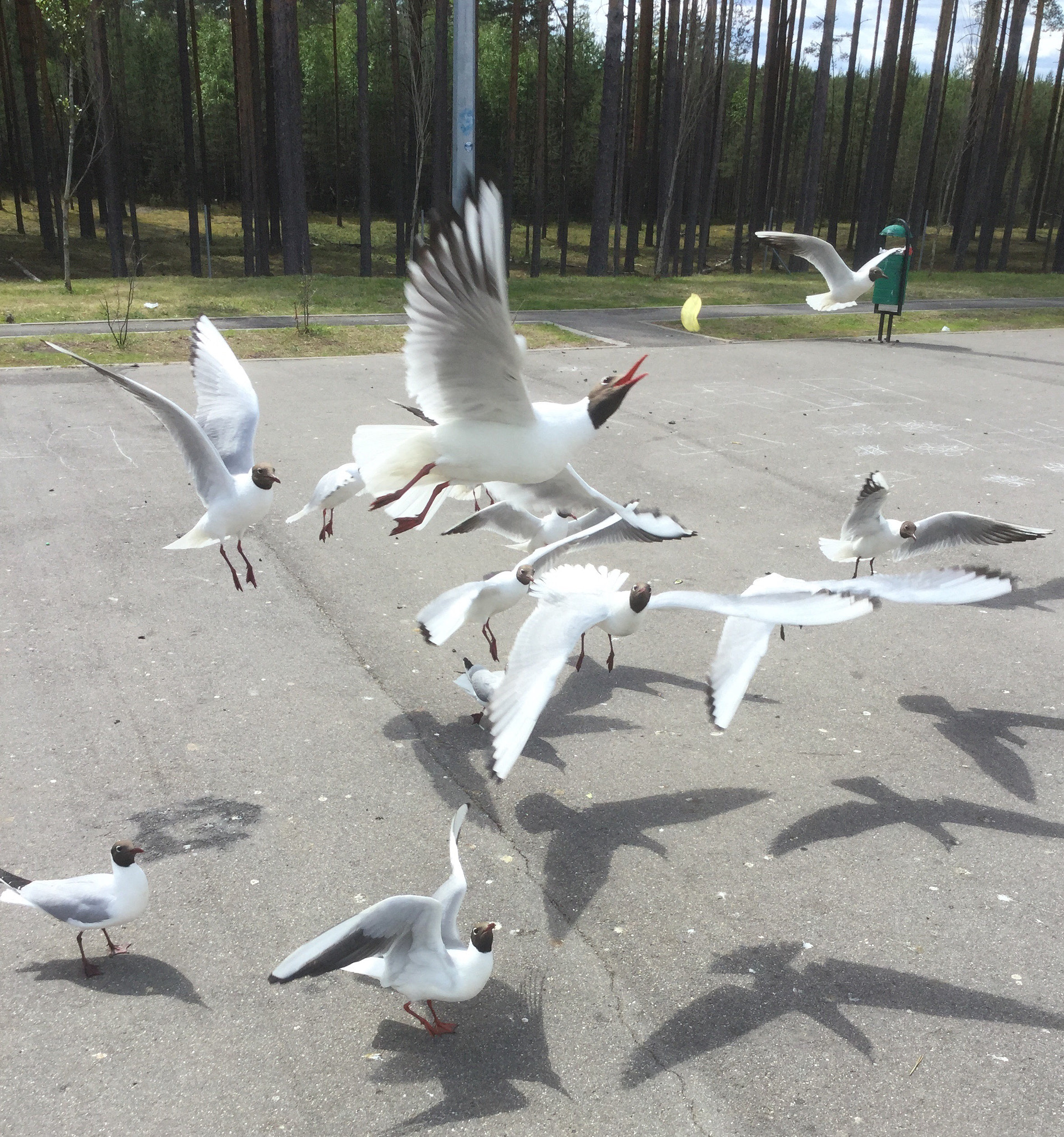 Apple iPad Air 2 sample photo