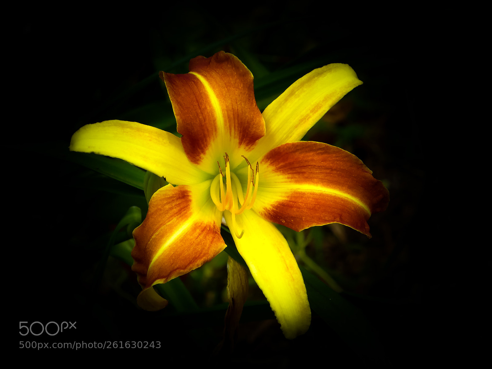 Panasonic Lumix DMC-ZS30 (Lumix DMC-TZ40) sample photo. Golden beauty photography